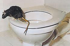 rotte1